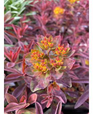 Euphorbia epithymoides 'Bonfire' - The Beth Chatto Gardens