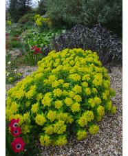 Euphorbia epithymoides 'Major' 