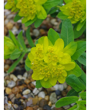 Euphorbia epithymoides 'Major' 