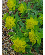 Euphorbia epithymoides 'Major' 