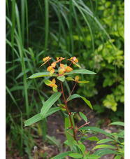 Euphorbia griffithii 'Dixter'