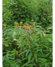 Euphorbia griffithii 'Dixter'
