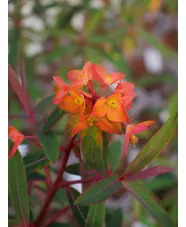 Euphorbia griffithii 'Dixter'