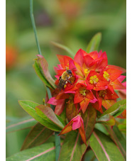 Euphorbia griffithii 'Fireglow'