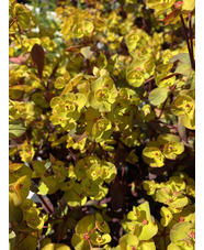 Euphorbia x martini 'Walbertons Ruby Glow'