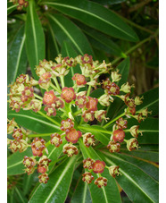 Euphorbia mellifera