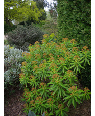 Euphorbia mellifera