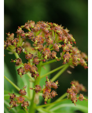 Euphorbia mellifera