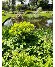 Euphorbia palustris