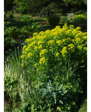 Euphorbia palustris 'Walenburg's Glorie'