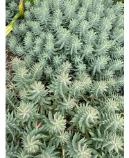 Euphorbia rigida