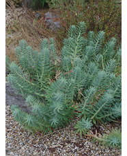 Euphorbia rigida