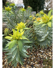 Euphorbia rigida