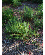 Euphorbia seguieriana