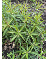 Euphorbia x arendsii