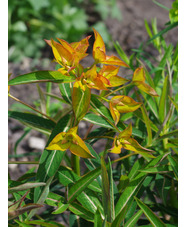 Euphorbia x arendsii