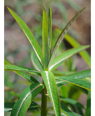 Euphorbia x arendsii