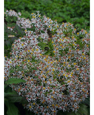 Eurybia divaricata
