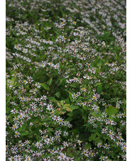 Eurybia divaricata