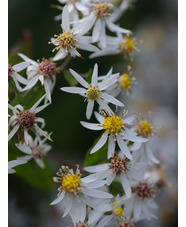 Eurybia divaricata - bridge form