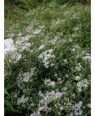 Eurybia divaricata - bridge form