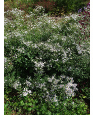Eurybia divaricata - bridge form
