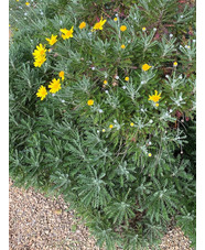 Euryops pectinatus