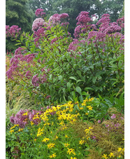 Eutrochium maculatum Atropurpureum Group