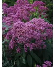 Eutrochium maculatum (Atropurpureum Group) 'Riesenschirm'