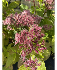 Eutrochium purpureum 'Baby Joe'
