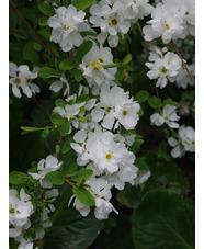 Exochorda x macrantha 'The Bride'