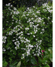 Exochorda x macrantha 'The Bride'