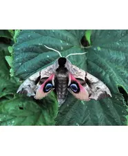 Marvellous Moth Morning