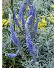 Veronica spicata subsp. incana