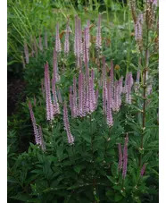 Veronicastrum virginicum 'Erica'