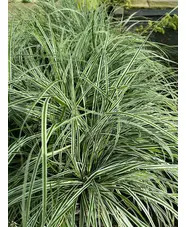 Carex oshimensis (Everest) ('Fiwhite')