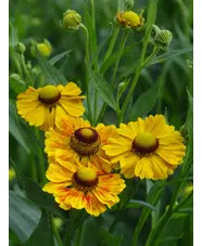 Helenium 'Zimbelstern'