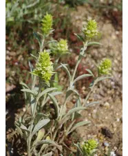 Sideritis scardica