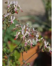 Pelargonium crithmifolium Seed Form