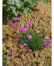 Dianthus 'Pink Jewel'