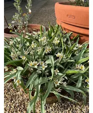 Tulipa turkestanica (5xDB)