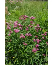 Asclepias incarnata