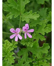 Pelargonium 'Graveolens'
