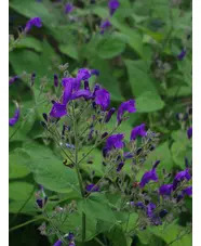 Strobilanthes atropurpurea