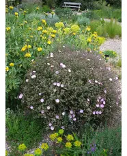 Cistus x skanbergii