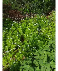 Galium odoratum