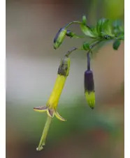 Vestia foetida