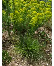 Chrysopogon gryllus