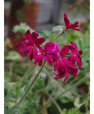 Pelargonium x schottii 