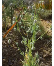 Papaver triniifolium